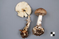 Amanita porphyria image